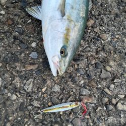 ハマチとサゴシ中心でした