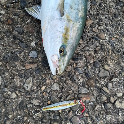 ハマチとサゴシ中心でした