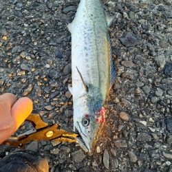 粘ってサゴシとメジロ