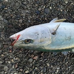 ハマチ～メジロ祭になってます！