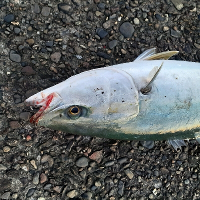 ハマチ～メジロ祭になってます！