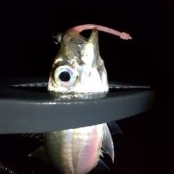 仕事帰りの寄り道アジング 二日目