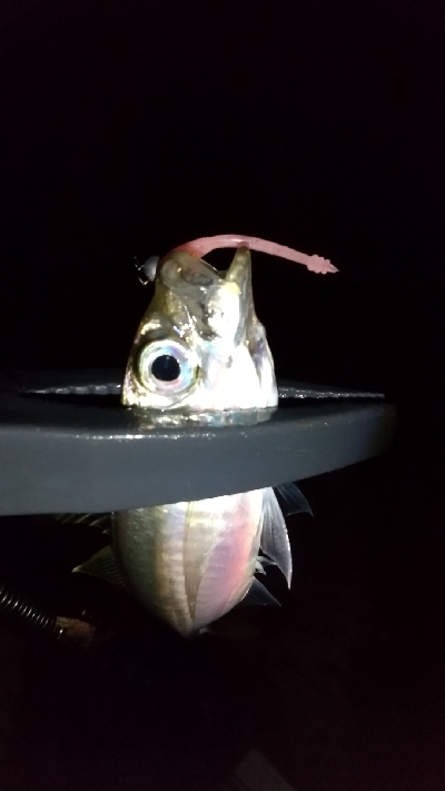 仕事帰りの寄り道アジング 二日目