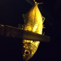 仕事帰りの寄り道アジング