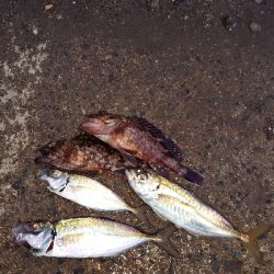 ログアウトしたらマイタックル消えた