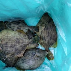 カレイ釣りのはずが、、、