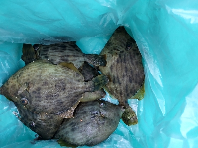 カレイ釣りのはずが、、、