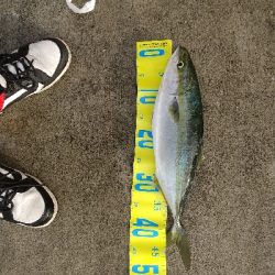 やっぱりビッグバッカー