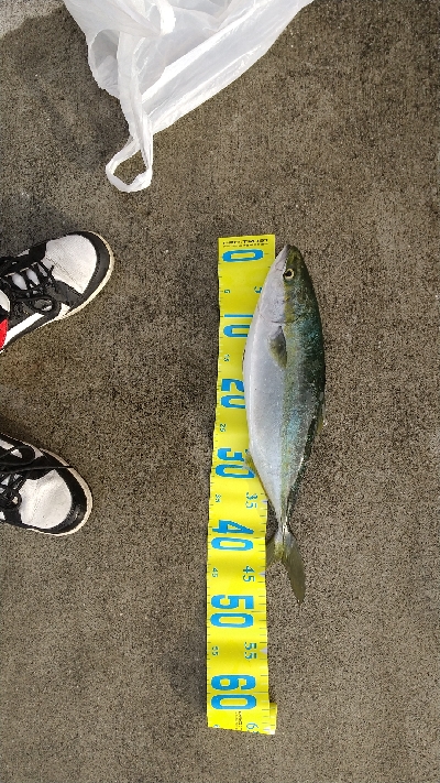 やっぱりビッグバッカー