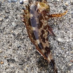 コルト642をお試しに！