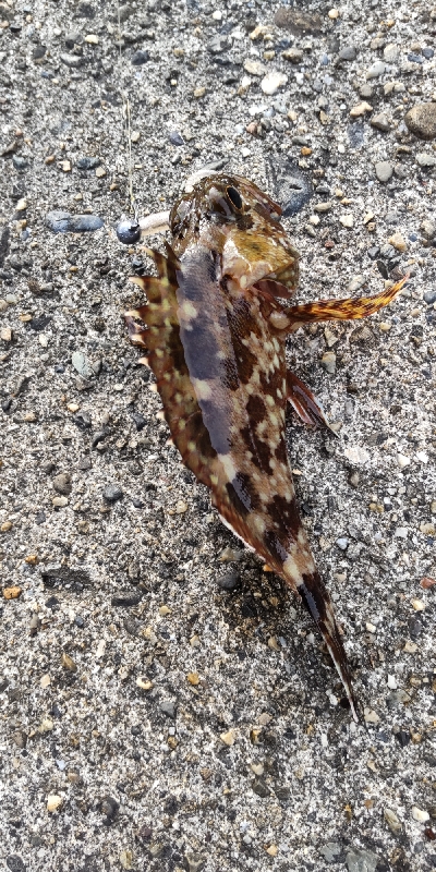 コルト642をお試しに！