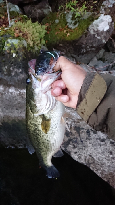 ビッグベイトで2本