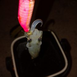 シーズン初ヒイカ