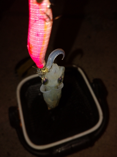 シーズン初ヒイカ