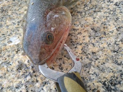 何とかハマチゲット!