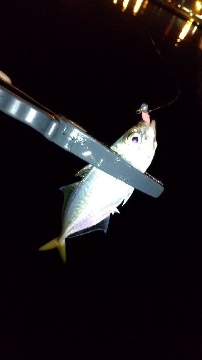 仕事帰りの寄り道アジング