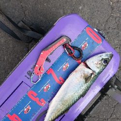 本命のメジロは出張中