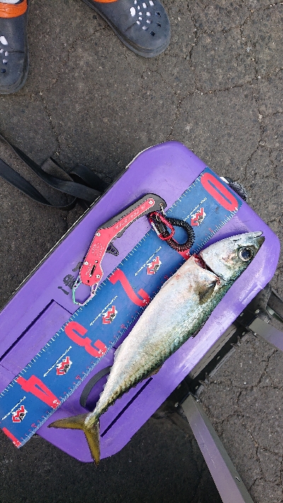 本命のメジロは出張中