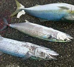 初サワラ?  サゴシ?