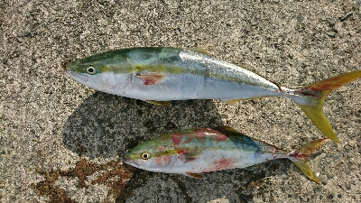 爆風ショアジギング！