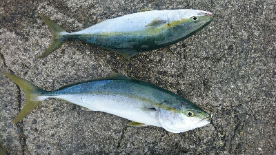 朝マズメ ハマチ好調 継続中！