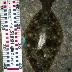 フラット二点盛り