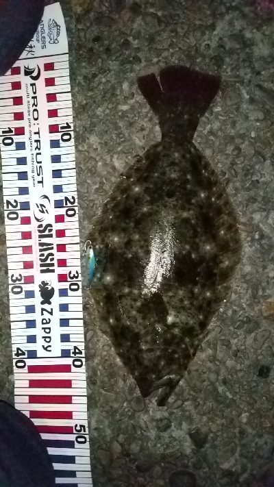 フラット二点盛り