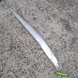 タチウオ釣れました