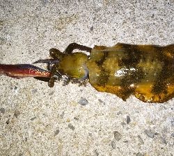 今年の初アオリイカGET!