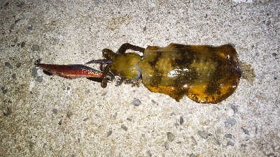 今年の初アオリイカGET!