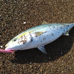 サーフブルー祭り