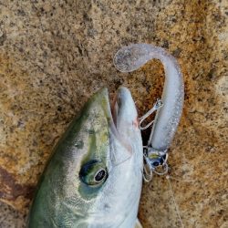 サーベリング？