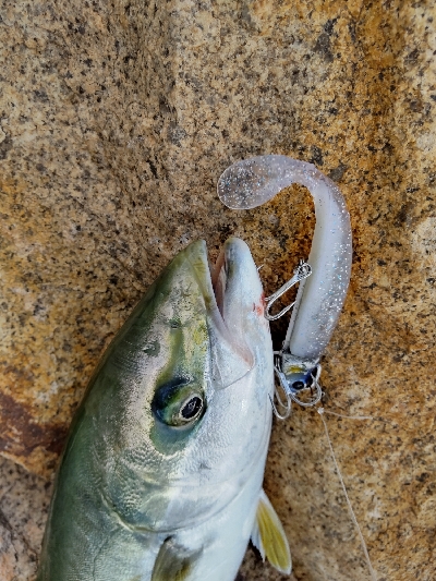 サーベリング？