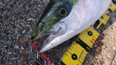 80cmで3.8kg 痩せすぎです・・・