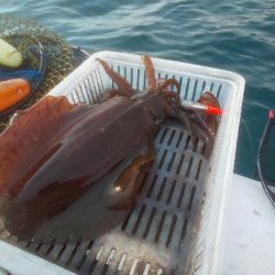 ゴムボティップラン