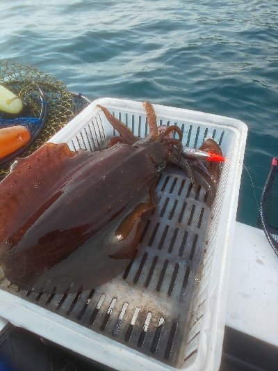 ゴムボティップラン