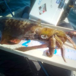 アオリイカ終盤戦