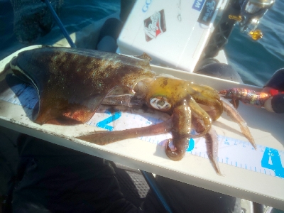 アオリイカ終盤戦