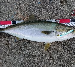 今日もメジロ、ブリ遠し。