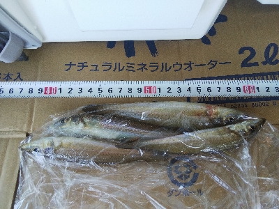 苅屋海岸のキス釣り