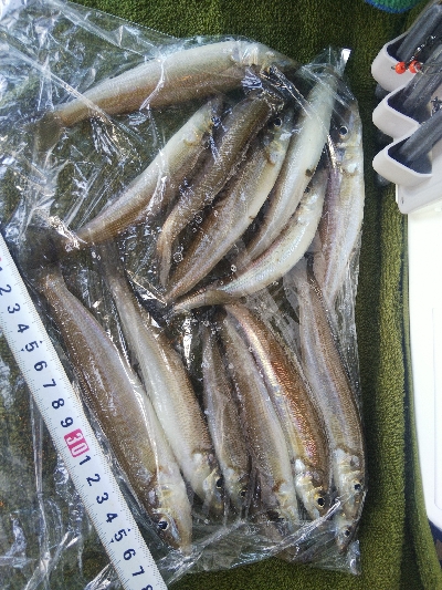 苅屋海岸のキス釣り