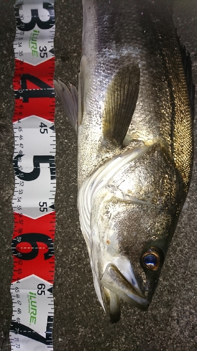 久々のシーバス