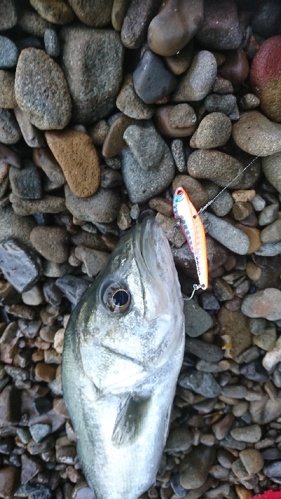 雨と濁りと風とシーバス