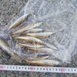 苅屋海岸のキス釣り