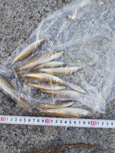 苅屋海岸のキス釣り