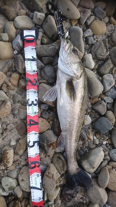 リベンジシーバス