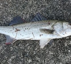 シーバスボイル