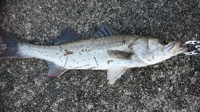 シーバスボイル