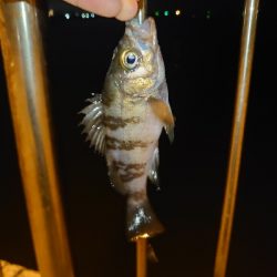 ノマセ用アジを狙うが…