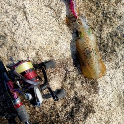 デイエギングで良型ゲット